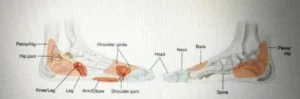 Foot Reflexology for wellbeing
