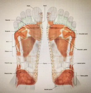 Foot Reflexology points of joints