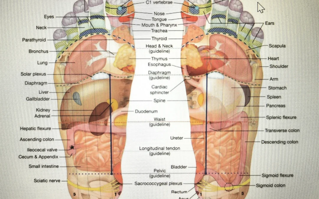 Foot Reflexology pressure points